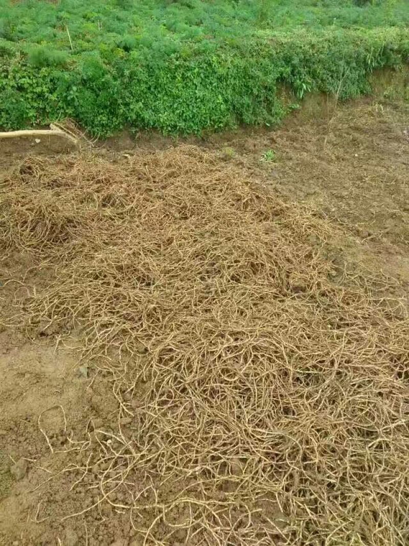 鱼腥草根塑料袋