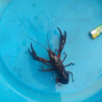 小龙虾 食用 活虾