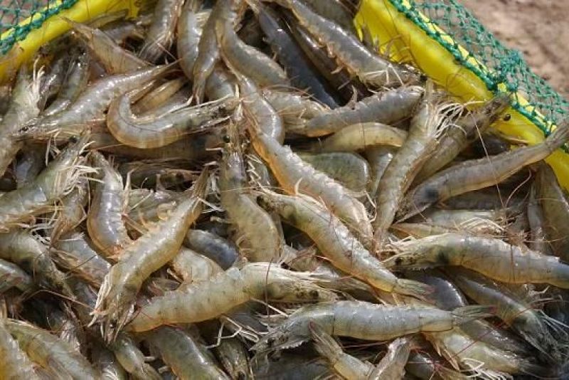 南美白对虾食用活虾
