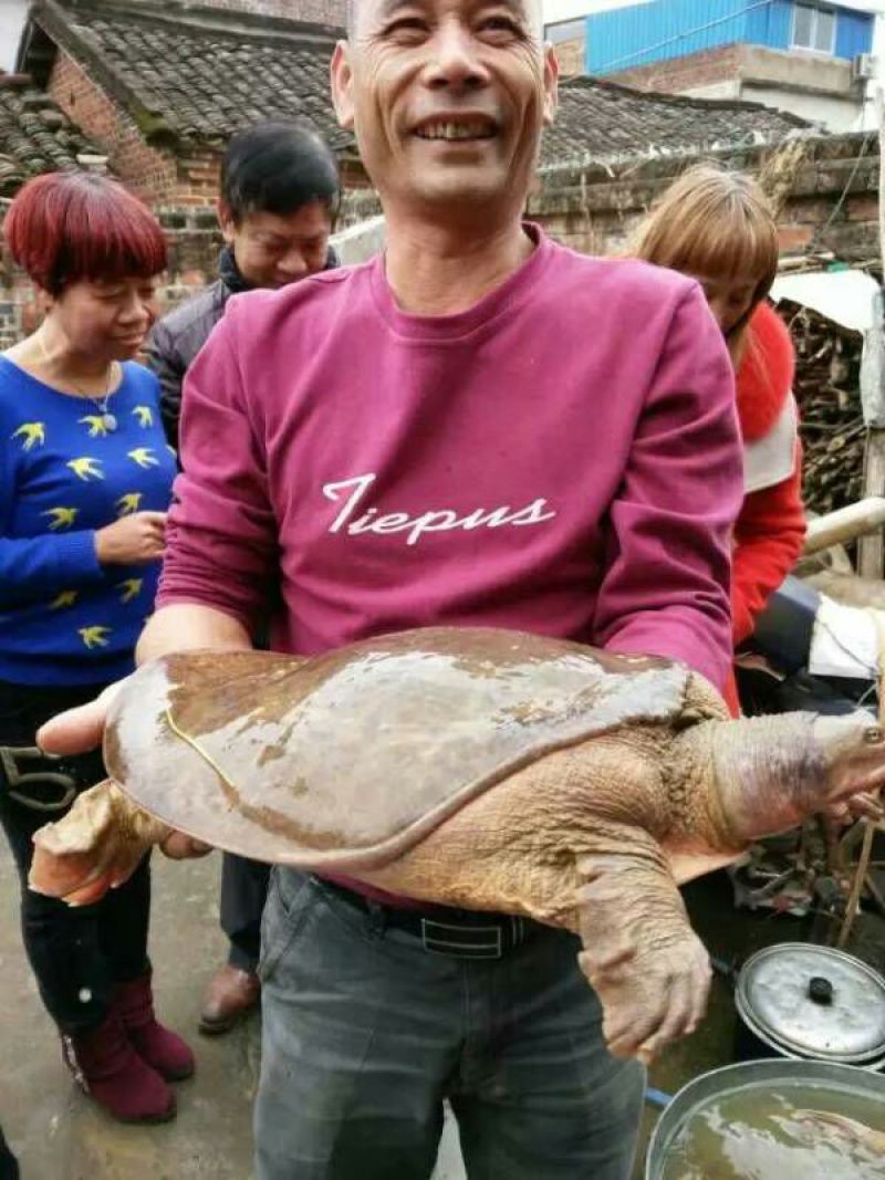 珍珠鳖