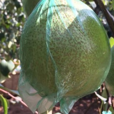 莱阳梨