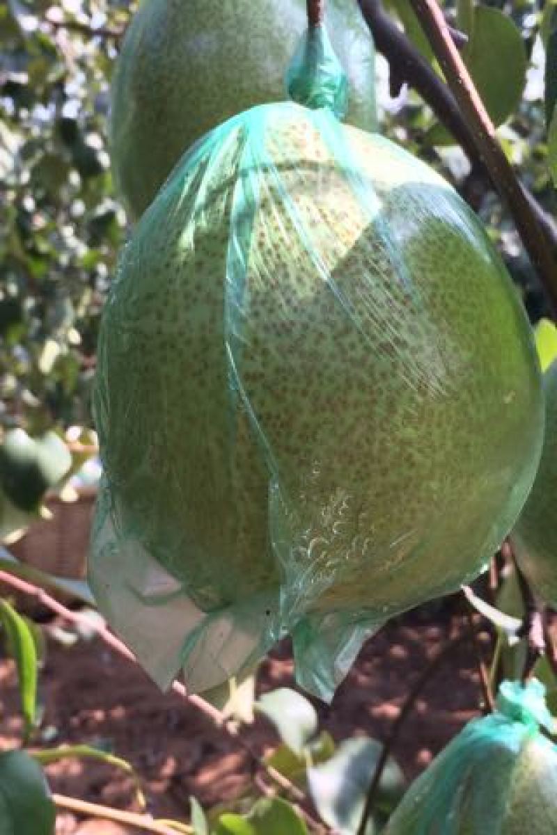莱阳梨