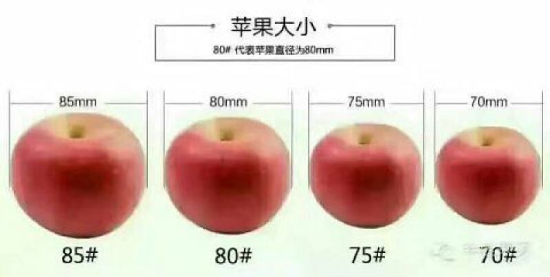 红富士苹果75mm以上纸+膜袋