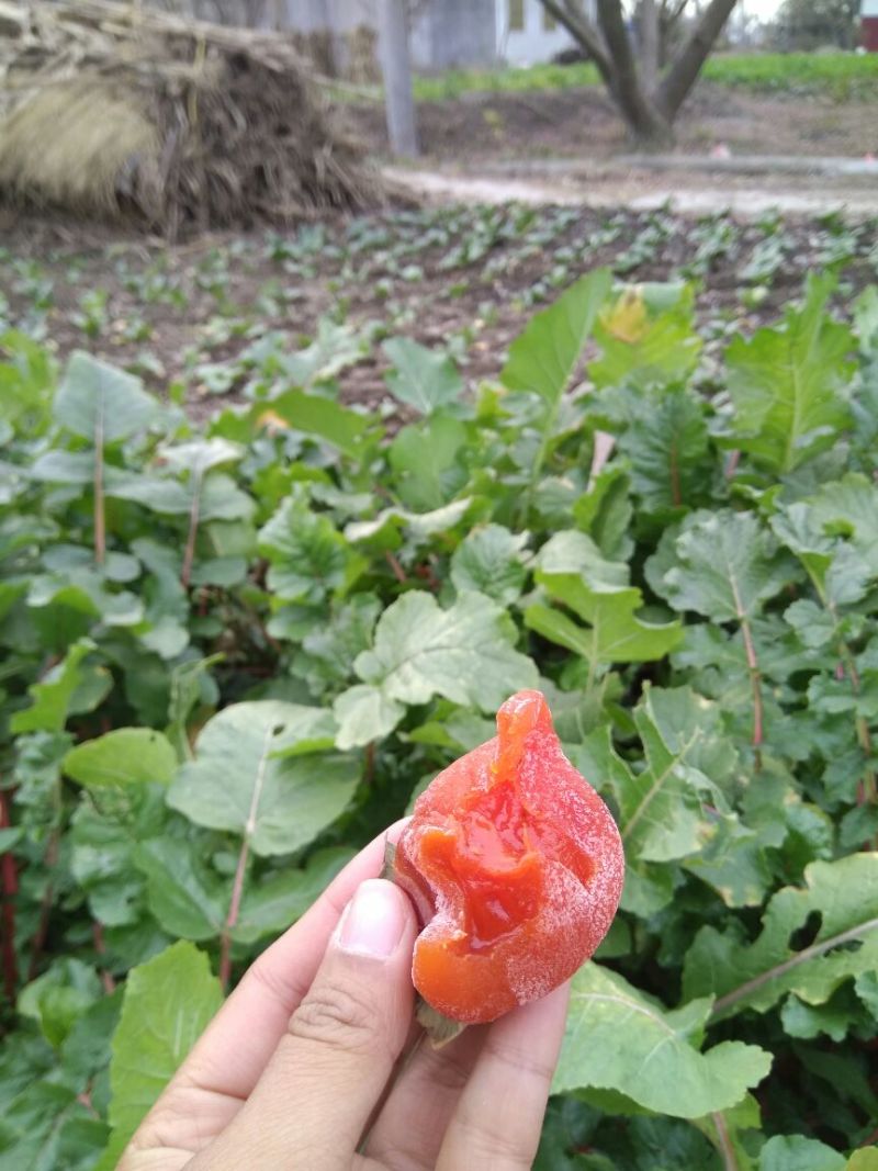 柿饼1两以下