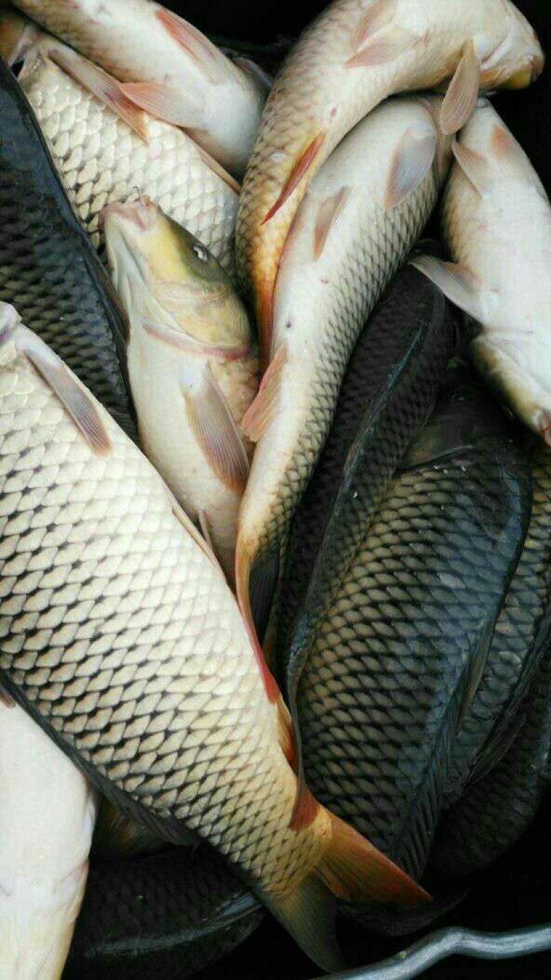 池鲤鱼食用1~2公斤