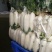白萝卜2~2.5斤起