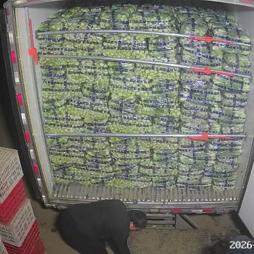 精品上海青