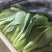 精品上海青