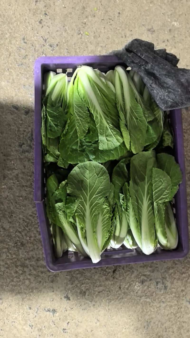 精品上海青