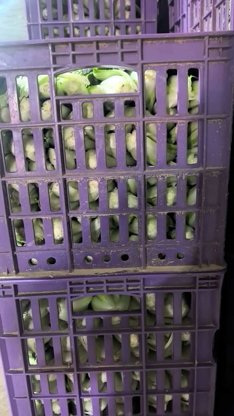 精品上海青