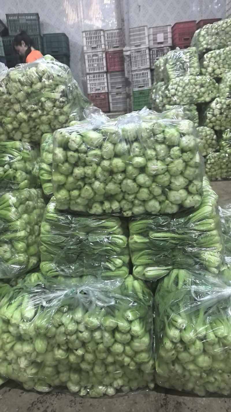 精品上海青