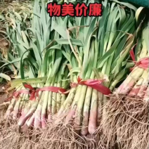 红根蒜苗新货上市