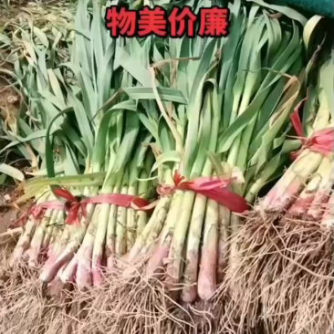 红根蒜苗新货上市