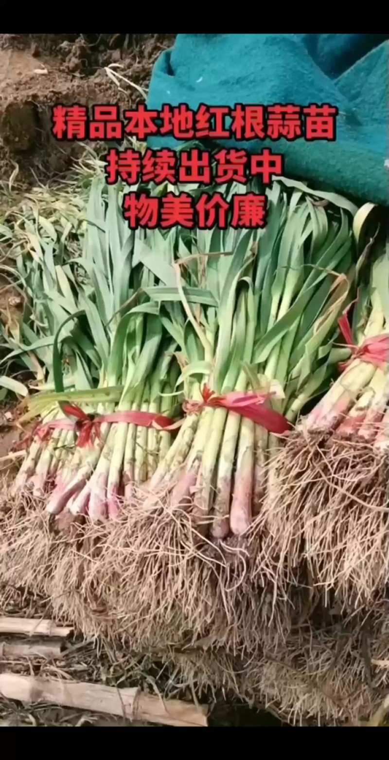 红根蒜苗新货上市