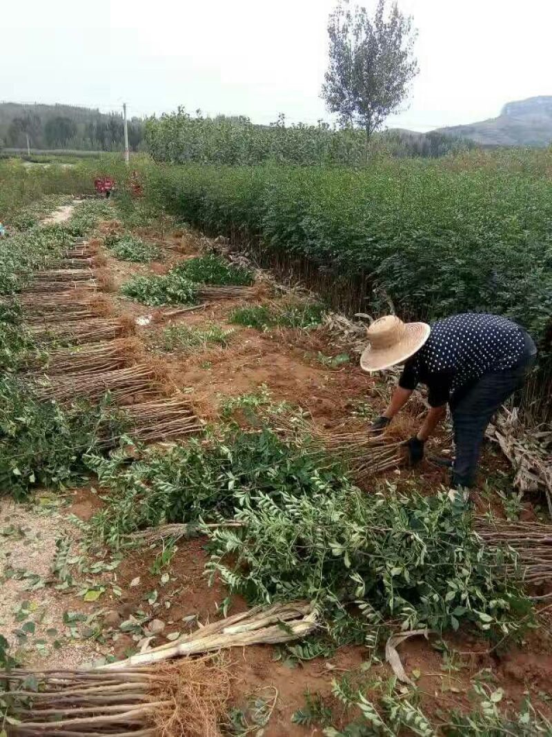 大红袍花椒苗，无刺花椒苗，1-3年花椒苗，九叶青花椒苗