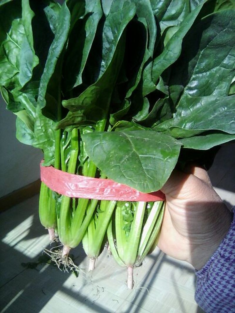 全能菠菜20~25厘米
