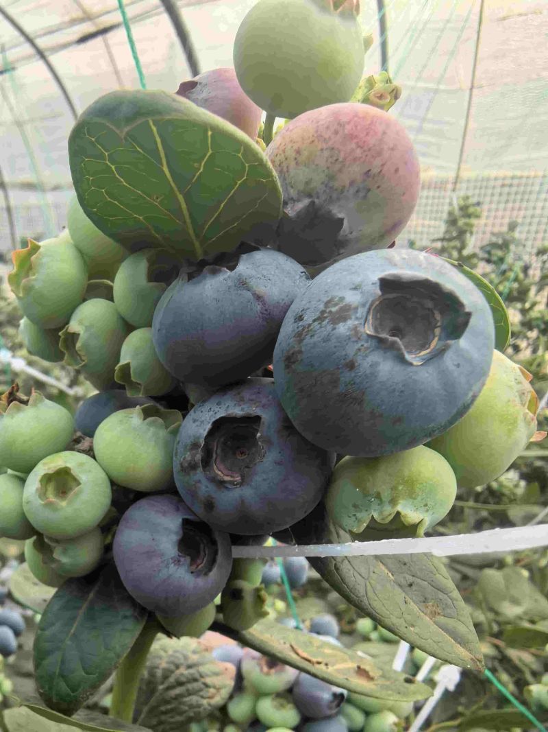 莒县蓝莓大量上市