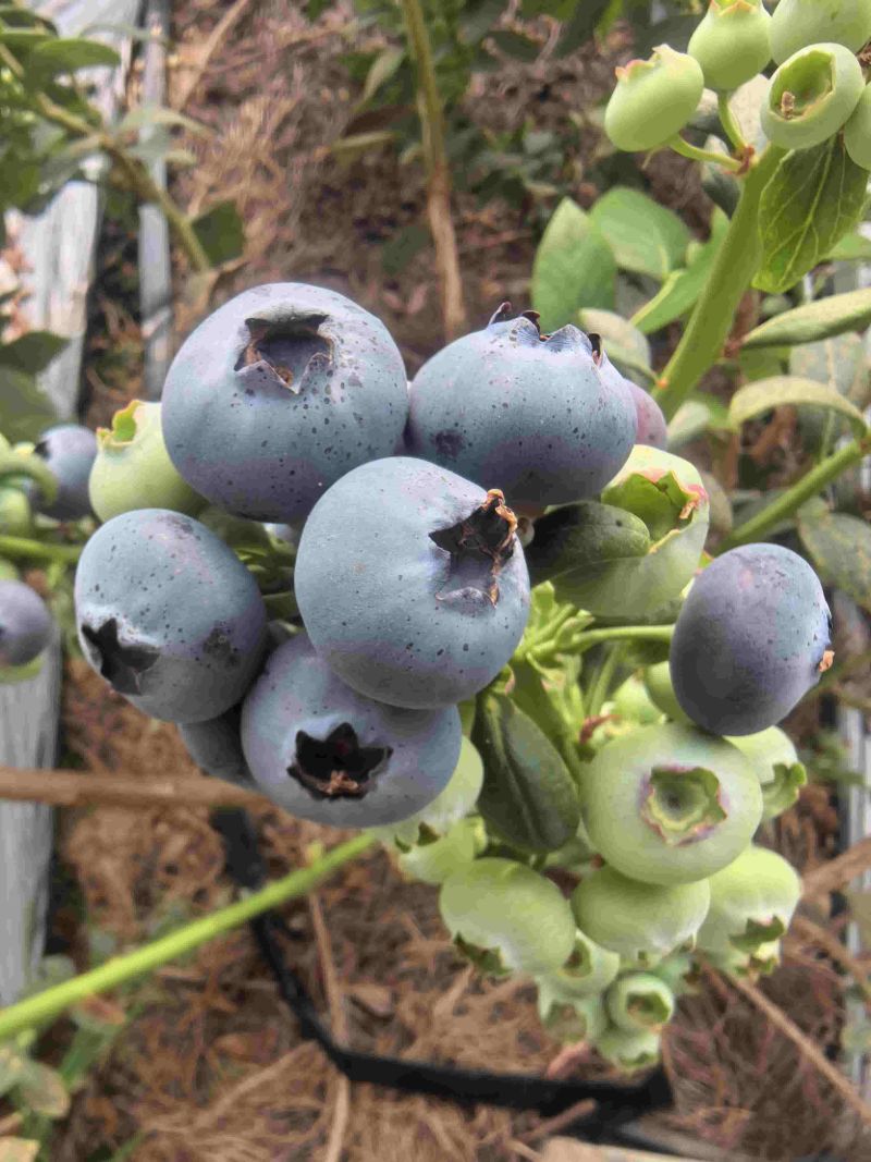 莒县蓝莓大量上市