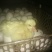 皖西白鹅苗250g以下