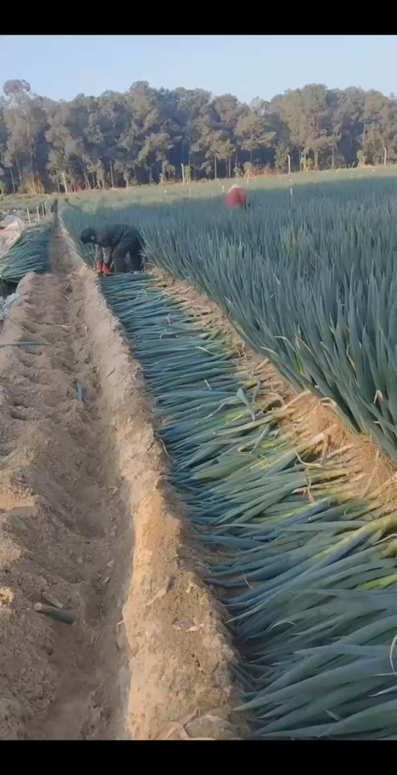 竹葱，铁杆葱，钢葱，大葱，现拔现发