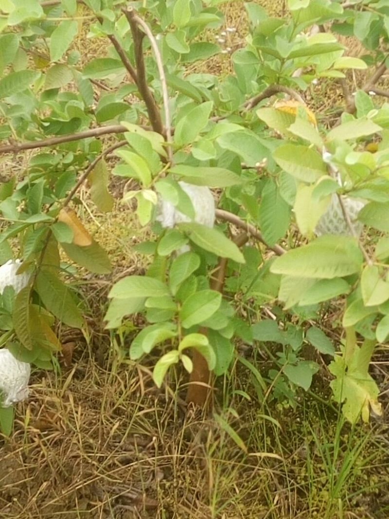 珍珠番石榴70~80mm/每天现摘现发