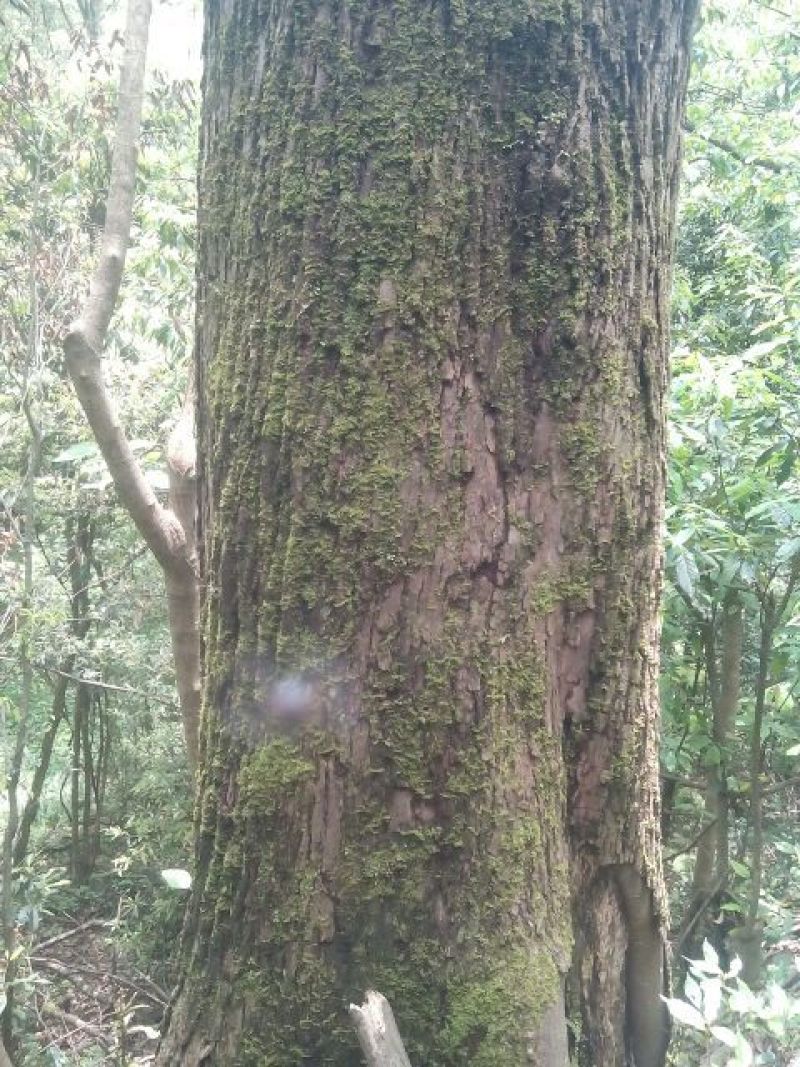 青钱柳茶一级