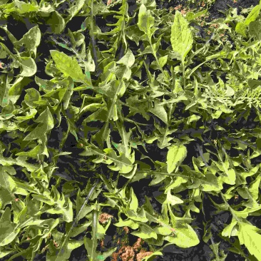 蒲公英野菜