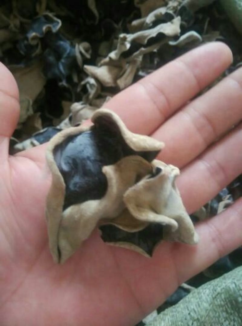 干木耳一级