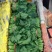 大叶菠菜20~25厘米