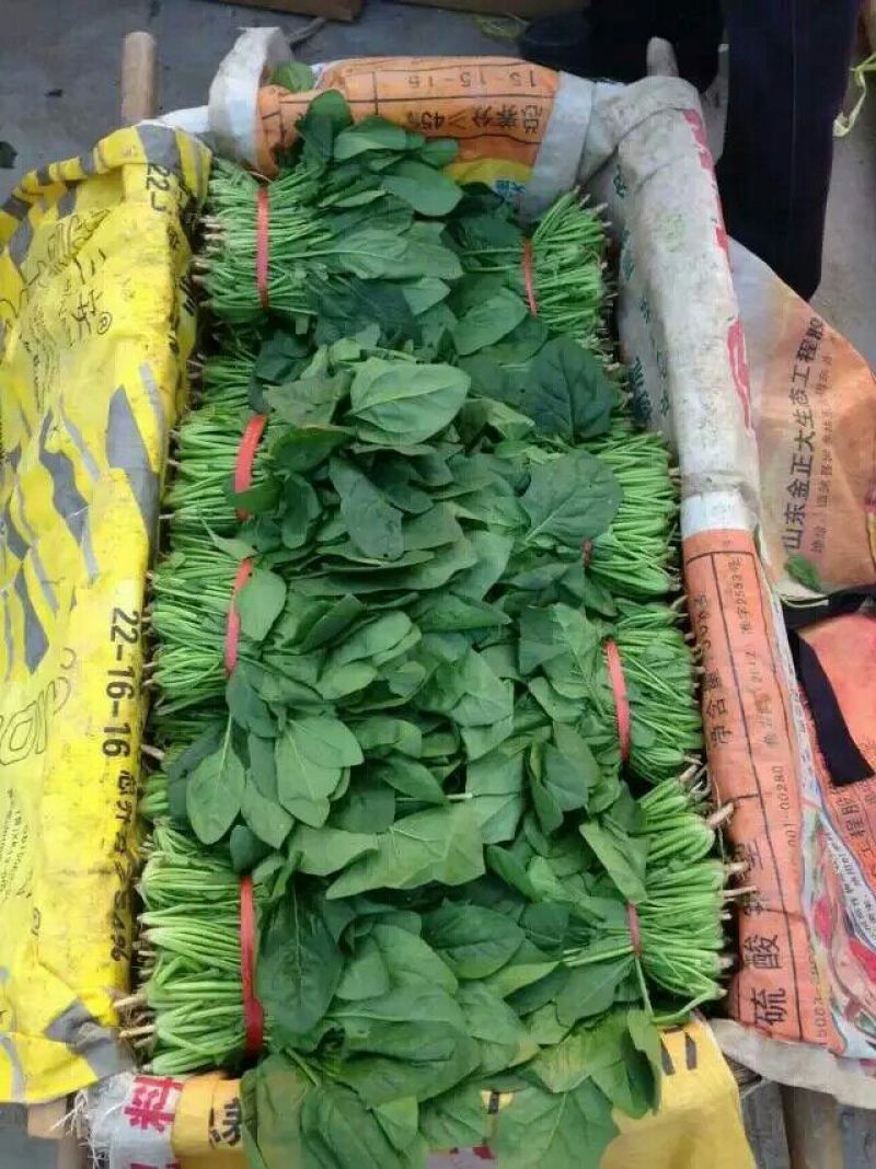 大叶菠菜20~25厘米