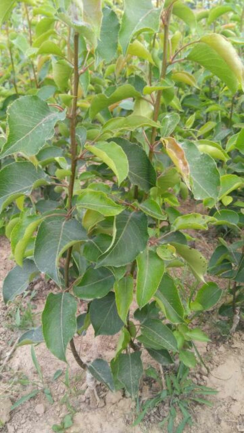 梨树苗50~80cm1cm以下