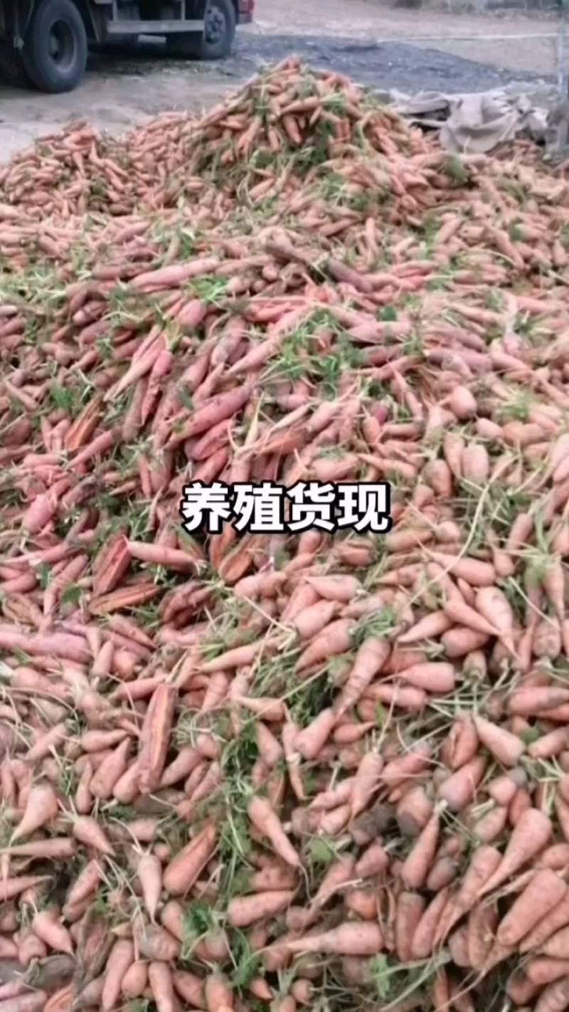 养殖胡萝卜。
