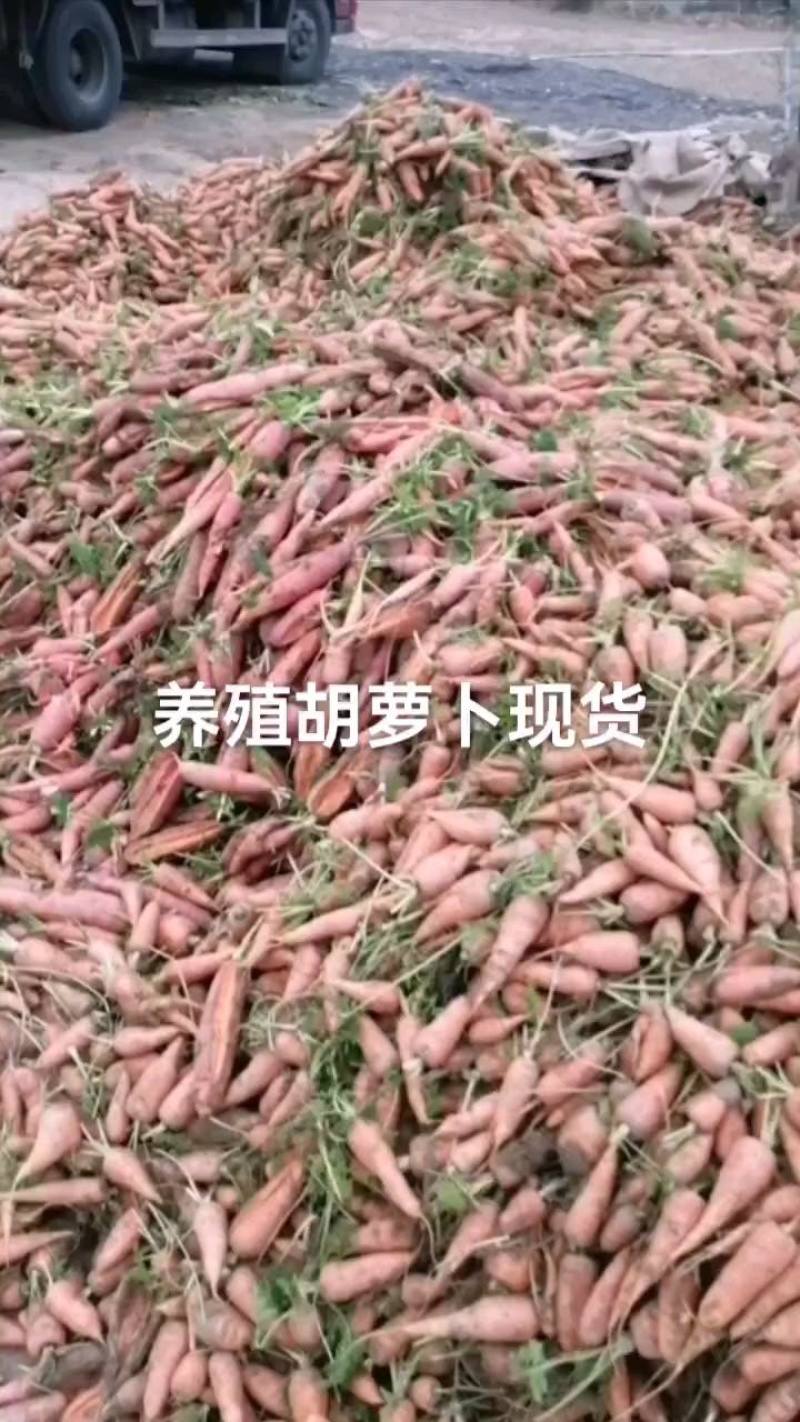 养殖胡萝卜。