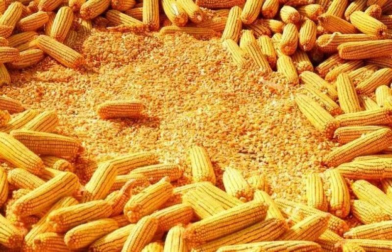 黄玉米20~30%