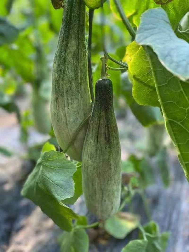 头茬羊角蜜甜瓜一件代发61博洋72蜜园十八团购档代收代发