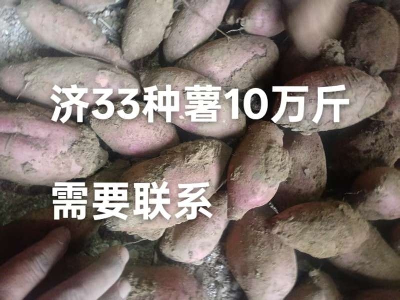 河南许昌商薯19，市场货，电商货，加工厂货，产地直供，