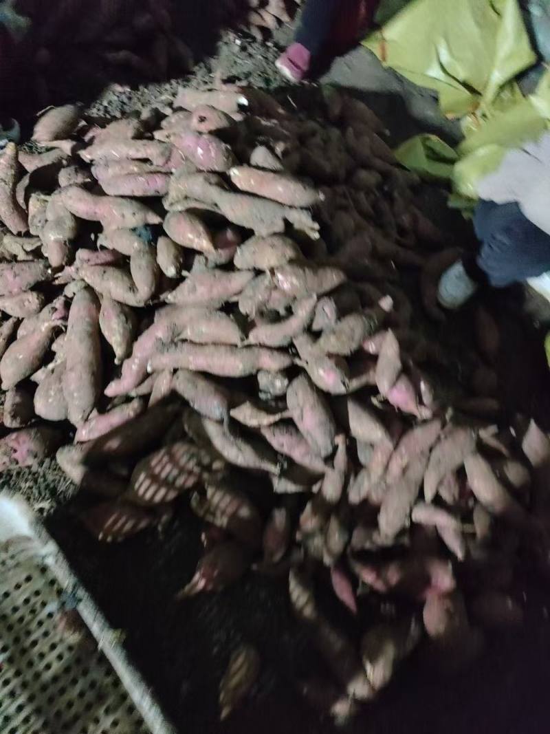 河南许昌商薯19，市场货，电商货，加工厂货，产地直供，