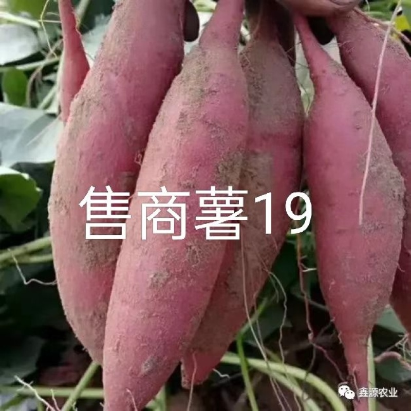 河南许昌商薯19，市场货，电商货，加工厂货，产地直供，