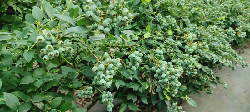 蓝莓苗花卉苗圃阳台水果