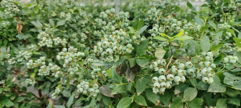 蓝莓苗花卉苗圃阳台水果