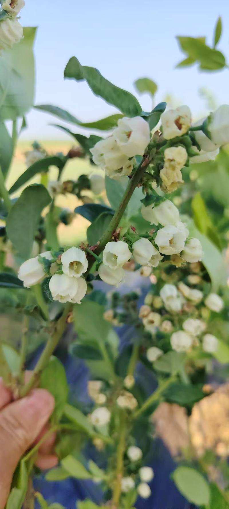 蓝莓苗花卉苗圃阳台水果