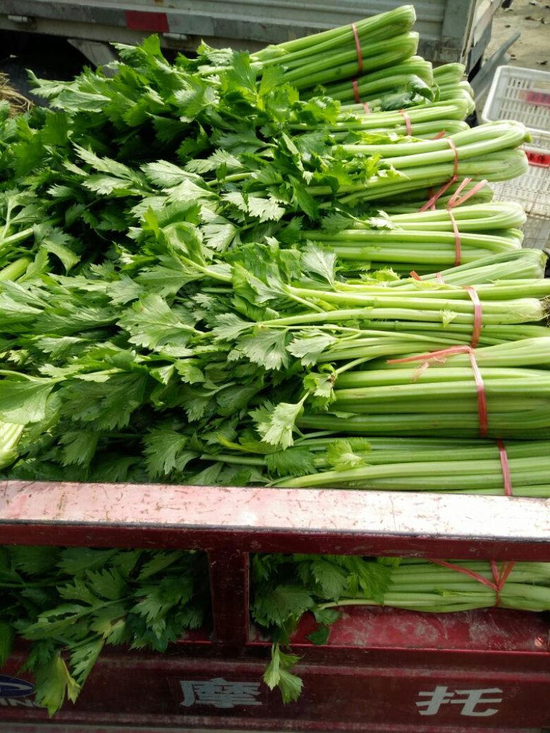 西芹金乡县西芹质优价廉