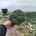 西兰花
