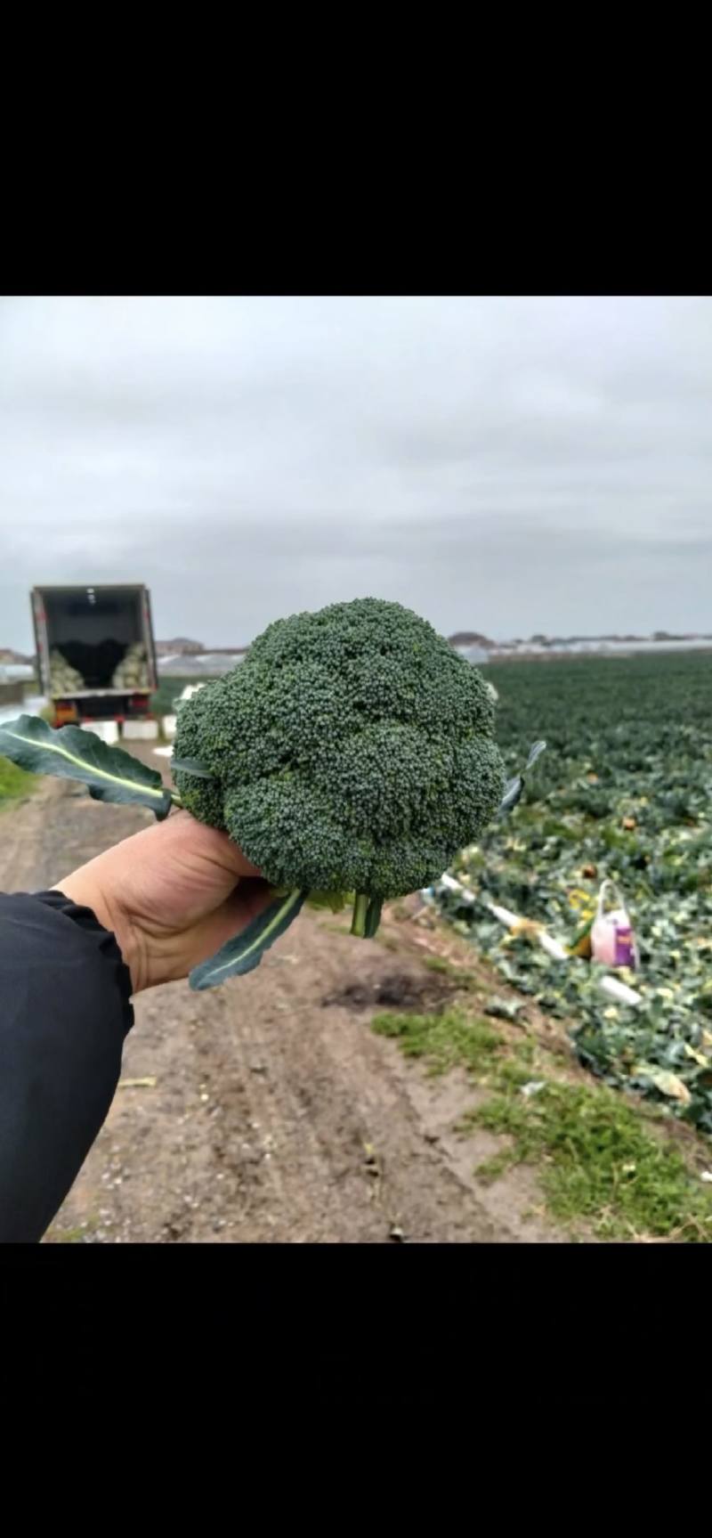 西兰花