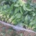 越冬菠菜10~15厘米