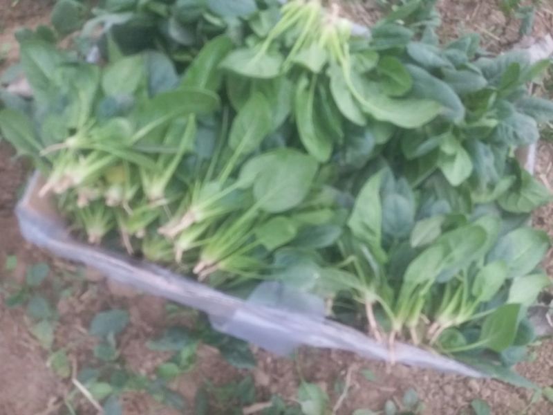 越冬菠菜10~15厘米