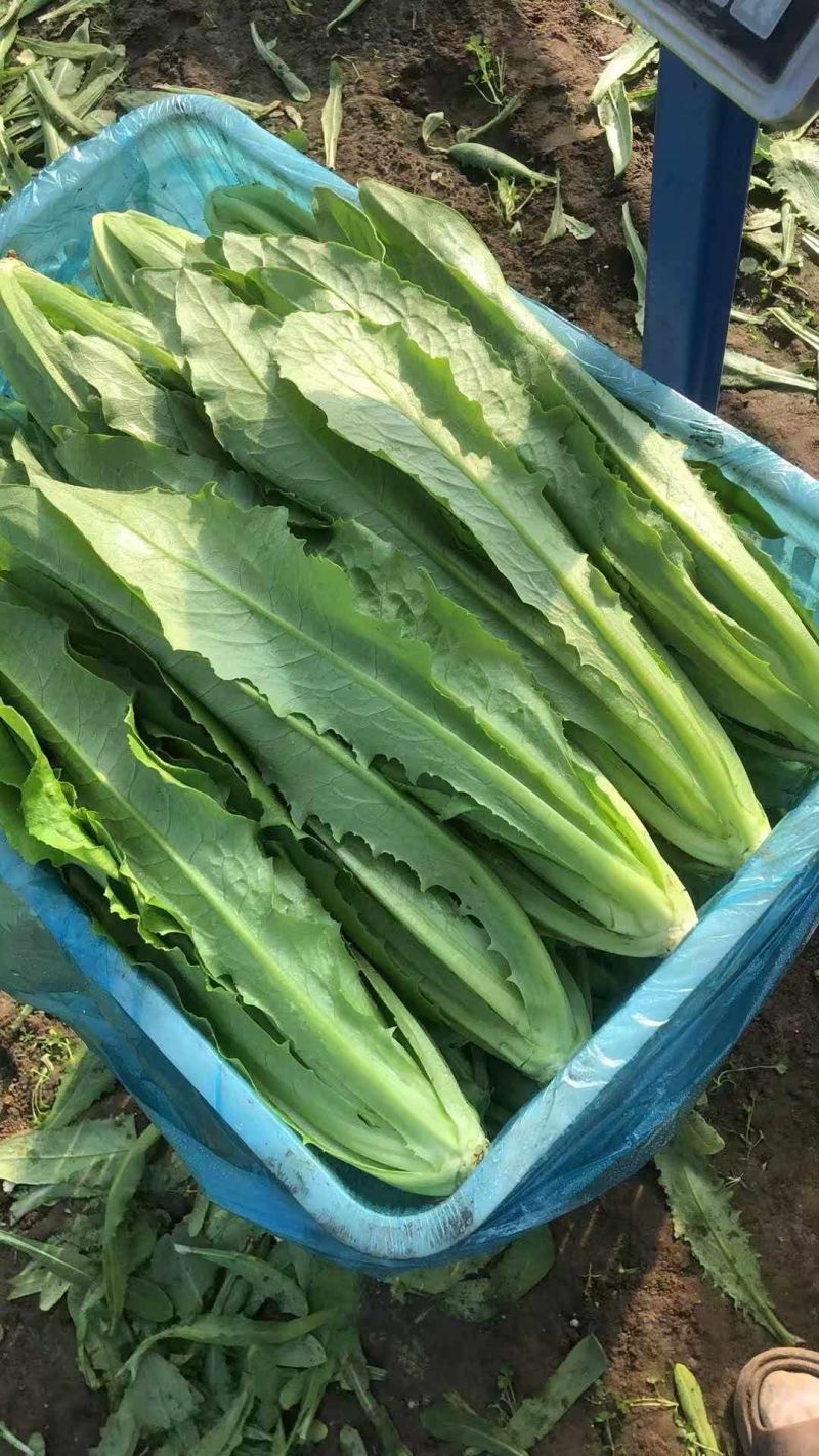 油麦菜/产区直发/货源充足/欢迎选购/大量有货