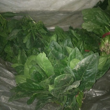 越冬菠菜25~30厘米