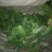 越冬菠菜25~30厘米