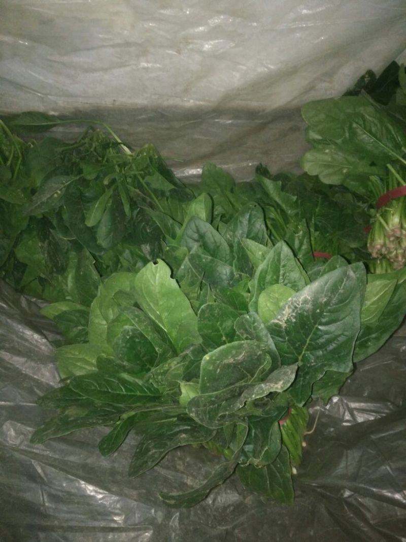 越冬菠菜25~30厘米